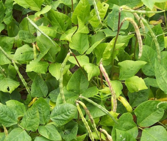 Big Boy Green Hull Cowpea Seed - Southern Peas Field Pea Seeds | 0.50Oz To 4Oz