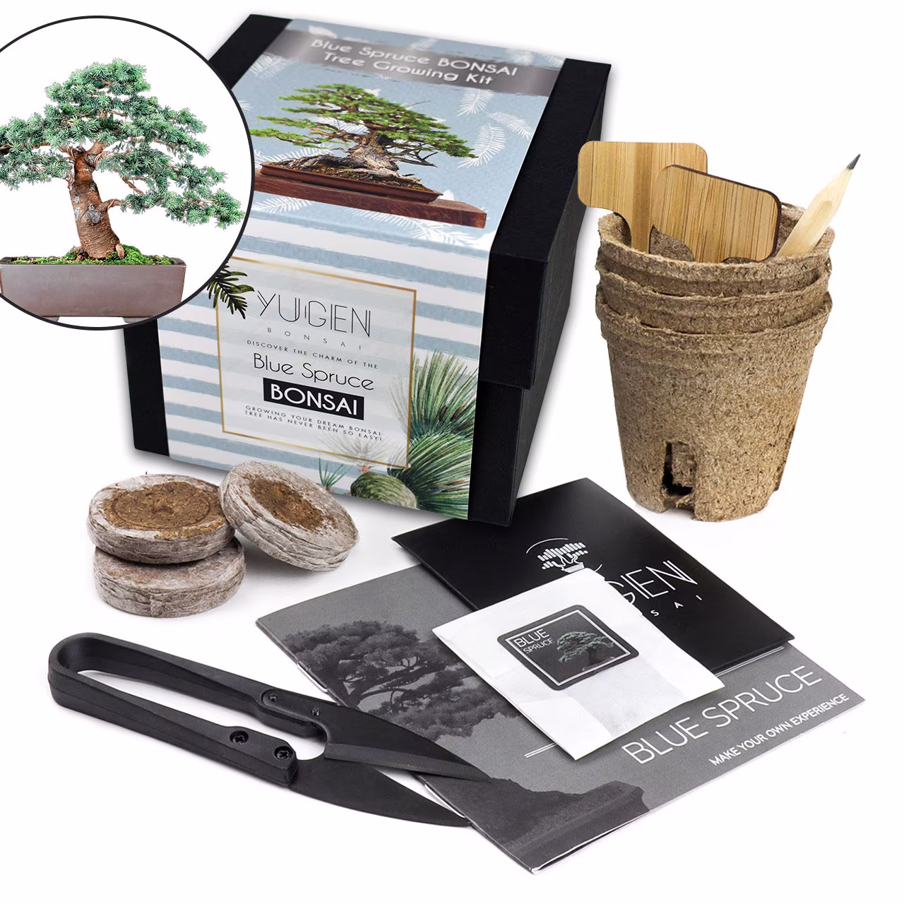 Blue Spruce Bonsai Growing Kit | Grow Your Own Tree Perfect For Beginners & Enthusiasts Picea Pungens