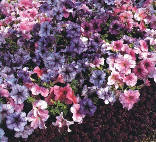 Petunia F1 Daddy Mixed Seed Approx 25 | Pellets Seeds Bedding, Patio Plant, Basket