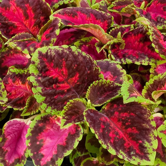 Coleus Seeds Fairway Rose 50 Thru 500 Dwarf Shade Plant