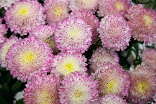Aster Seeds 50 Bonita Top Rose Cut Flower