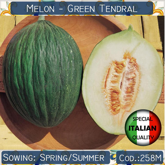 10 Melon Green Tendral Seeds, Italian Neapolitan Non Gmo #258