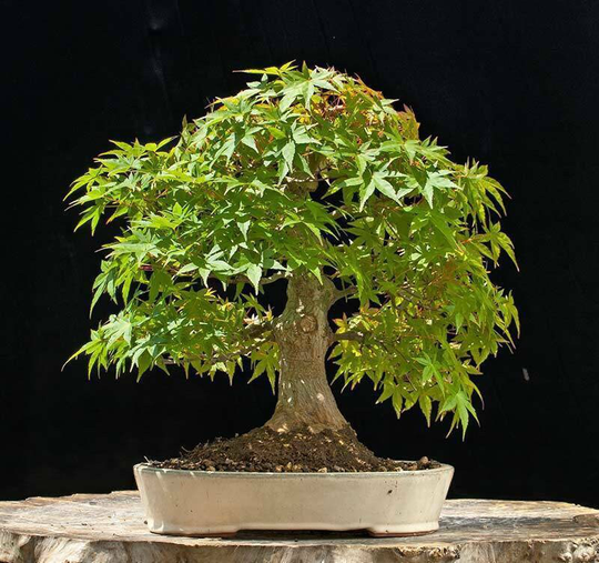 5 Japanese Maple Seeds | Acer Palmatum Tree That Can Be Used For Bonsai