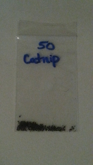 Catnip - Choice Of Seed Count Herb