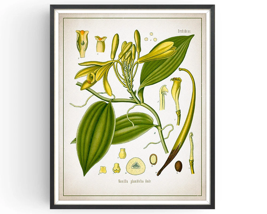 Vanilla - Botanical Print Vintage Vanilla Essence Medicinal Plant Botany Decor Kitchen Unframed
