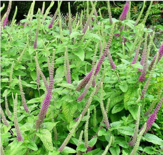 Teucrium Hircanicum X25 Seeds Hardy Perennial