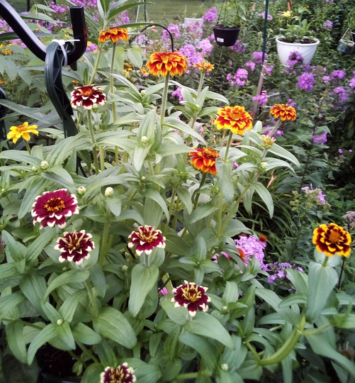 10 Seeds Jazzy Mix Zinnia Heirloom Free Shipping