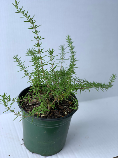 Creeping Rosemary | Rosmarinus Prostratus, Trade One Gallon Pot, Groundcover, Culinary, Evergreen