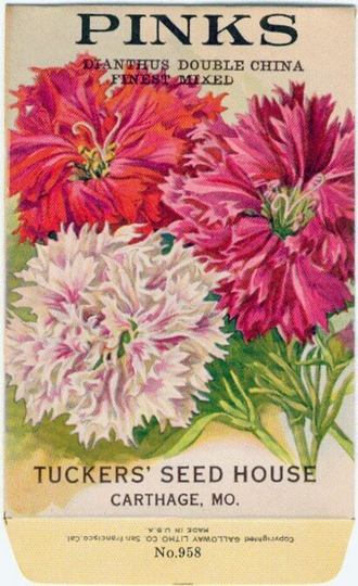 Pinks Flower Seed Packet "No Seeds