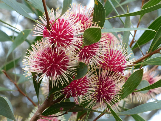 Native Pin-Cushion Hakea Flower Herb Plant Tree 5 Seeds | Deep Red Globular Heads With White, Pin-Like Styles Australia Rare
