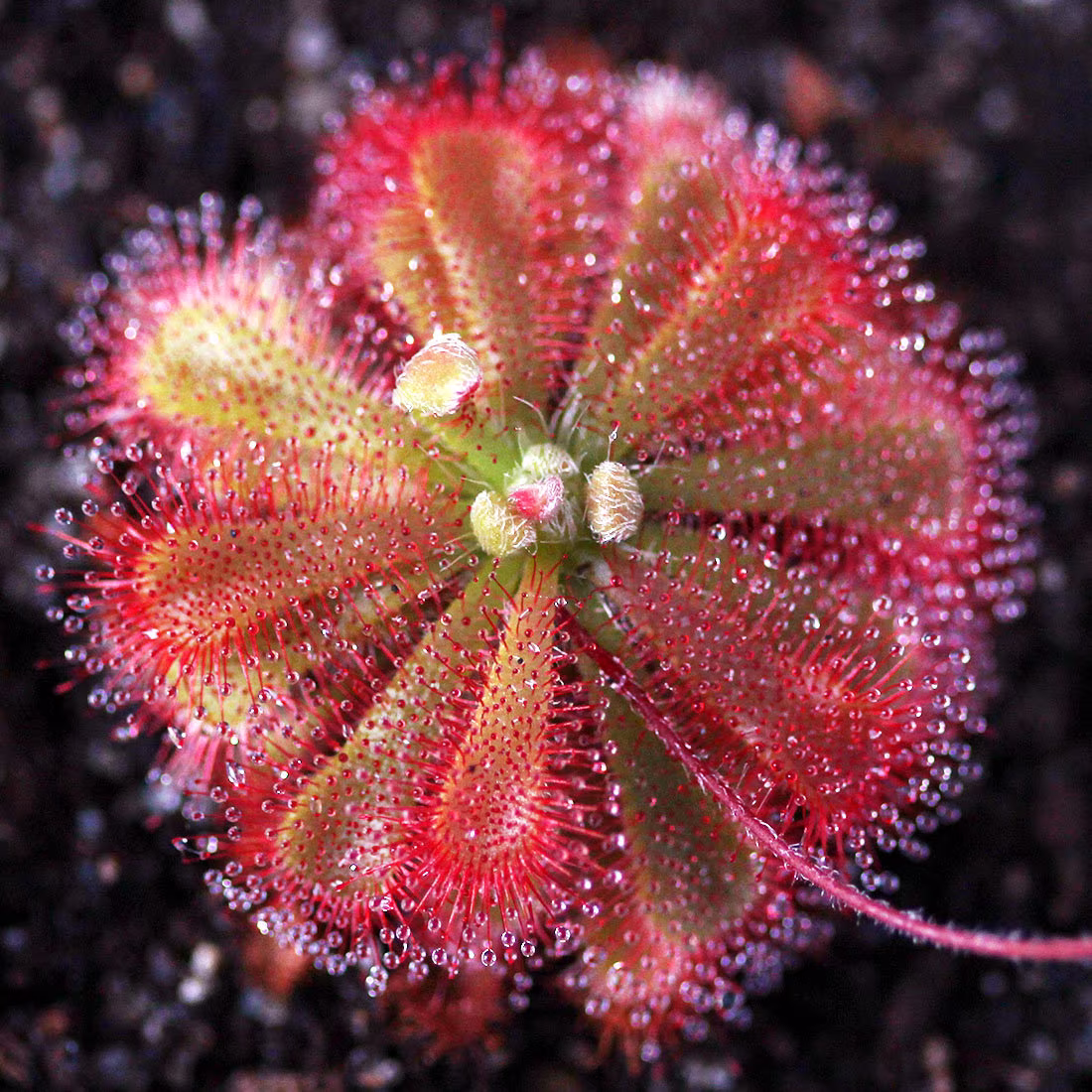 Sundew Drosera Spatulata Rare Species Carnivorous Houseplant 5 Fresh Seeds