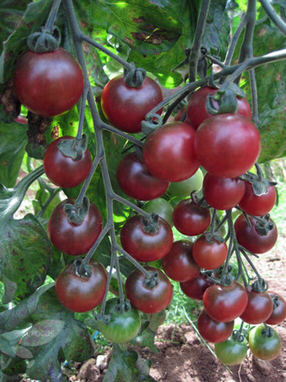 Vegetable - Tomato Cherry Rosella 5 Premium Quality Seeds