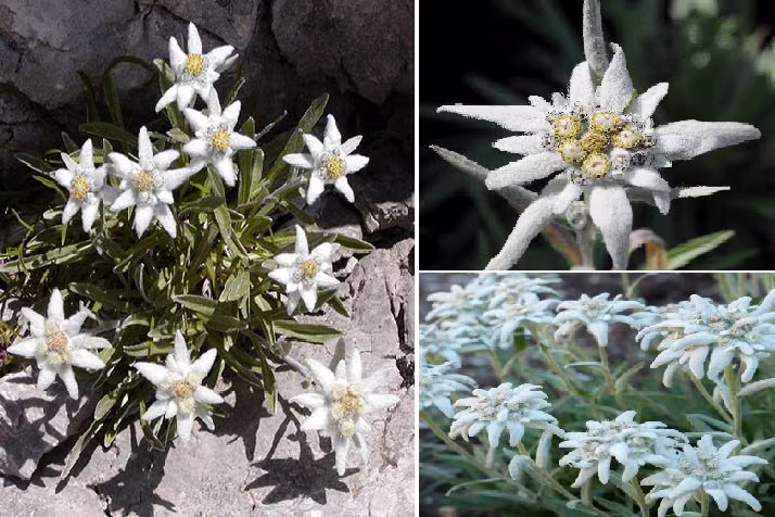 Edelweiss | Leontopodium Alpinum | 100 Seeds Alpine Rock Garden Same Day Dispatch