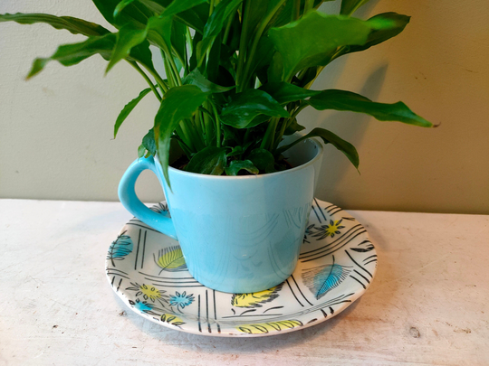 Lovely Ceramic Indoor Tea Cup Planter. Made From Retro Broadhurst Tyne Saucer & Complimentary Pattern Saucer. Cactus