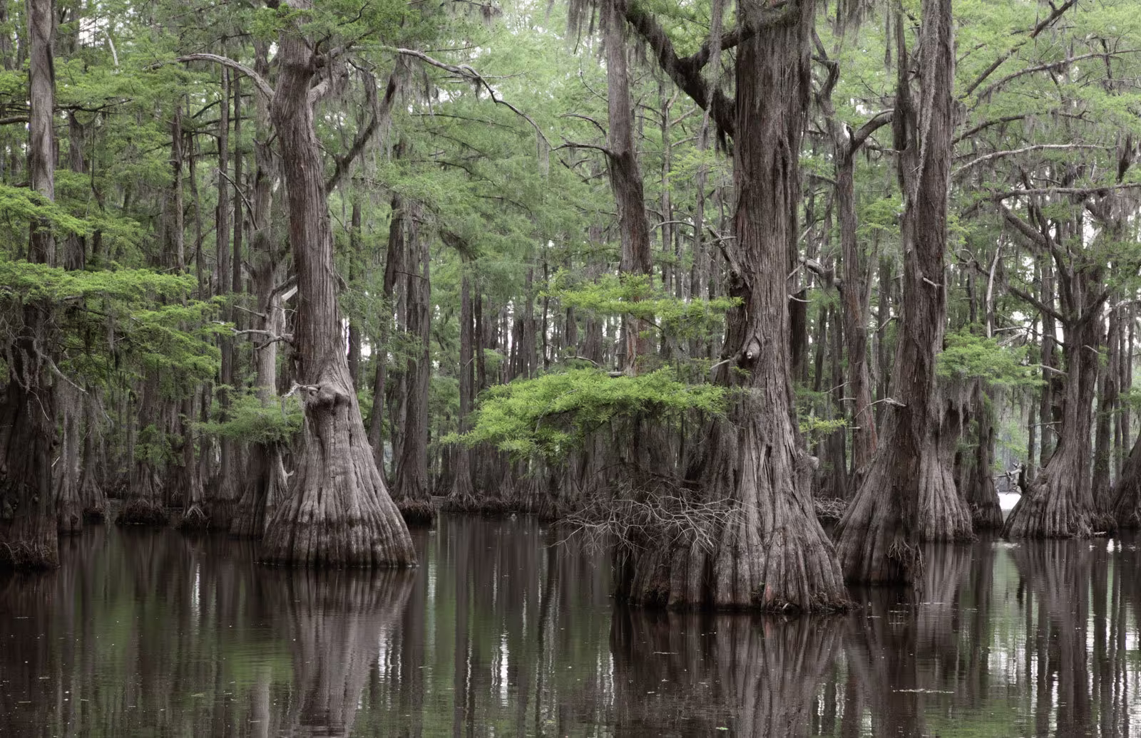 Bald Cypress Tree | Taxodium Distichum Seeds