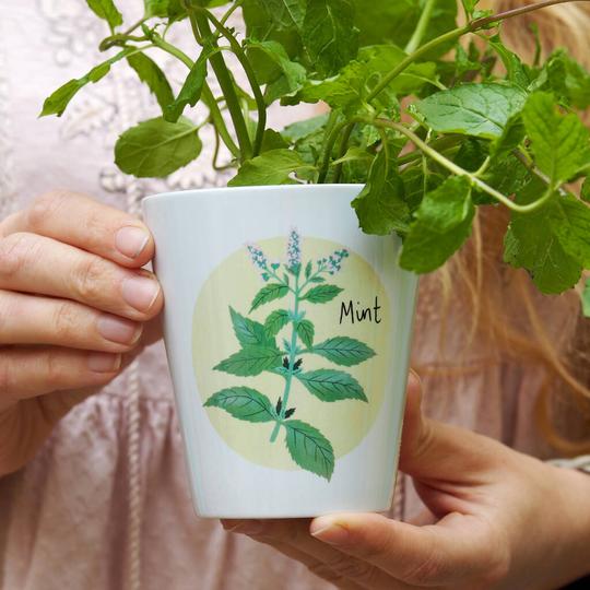 Mint Plant Pot Gift