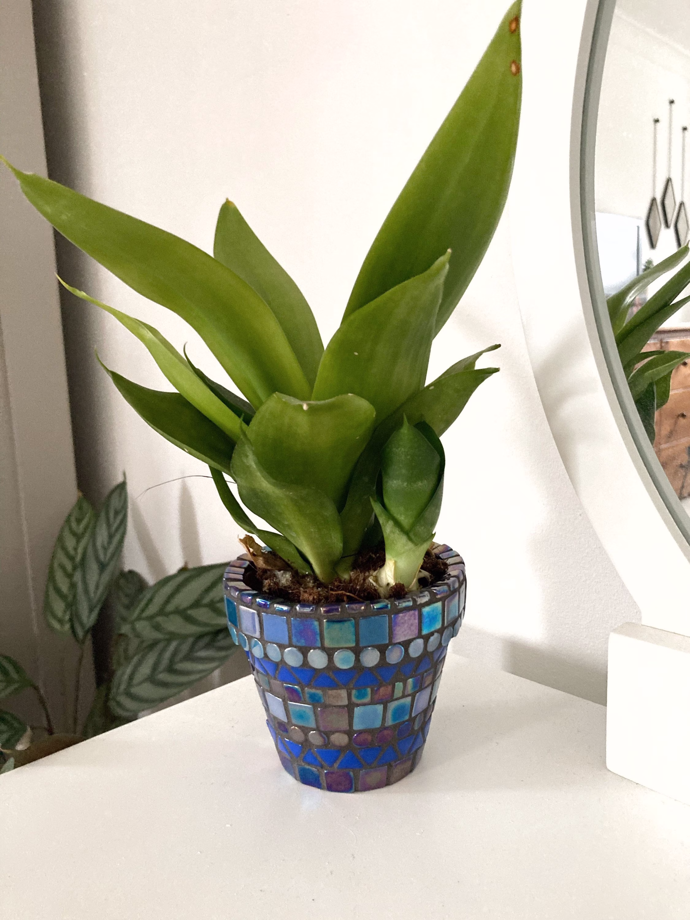 Handmade Mini Blue Mosaic Indoor | Outdoor Plant Pot Home Decor Birthday Gift Cactus Planter