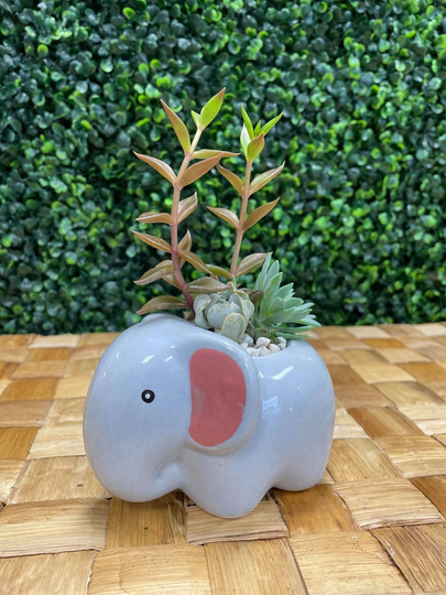 Cute Elephant Succulent Kit/Kids Diy Project Live Plants Planter Pot Garden Ceramic Arrangement Easy Low Maintenance