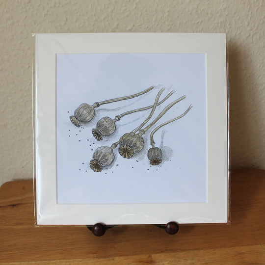 Poppy Seeds Heads Mounted Print, Detailed Large Square Artwork, Nature Design, Ready For Framing | Frame Not Supplied