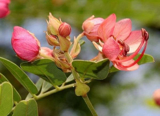 Cassia Roxburghii | Ceylon Senna Roxburgh's Or Red 5 Seeds