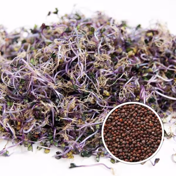 Herb - Sprouting Red Cabbage 40 G Premium Seeds