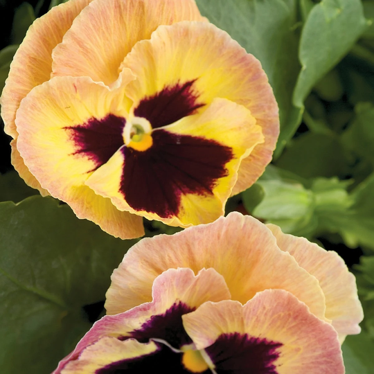 Pansy Seeds Majestic Giant Ii Sherry 50 Thru 500 Viola