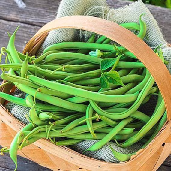 Contender Bush Bean Seeds - Green Beans - Vegetable Seeds