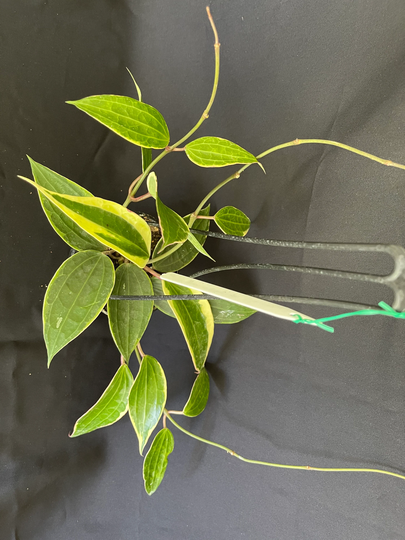 Hoya Macrophylla Albomarginata Variegata Outer Variegation