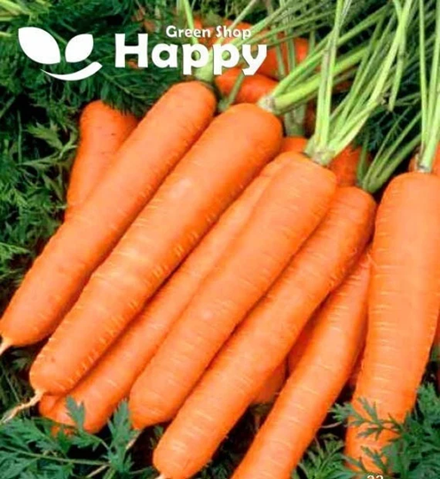 Carrot Naomi - Nantes Type 1500 Seeds Daucus Carota Autumn Crop