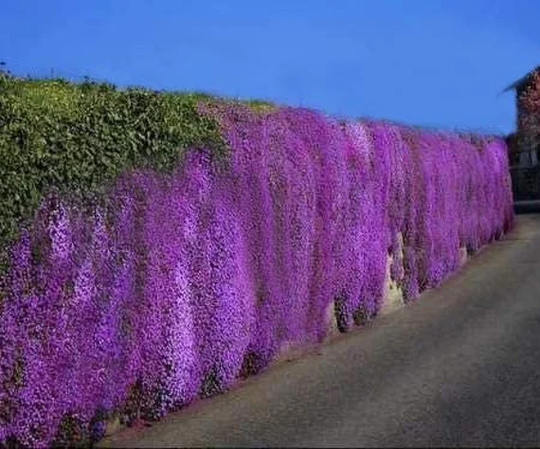 500+ Evergreen Aubrieta Whitewell Gem Seeds, Rock Cress, Wall, Ground Cover, Hanging Basket, Hybrida