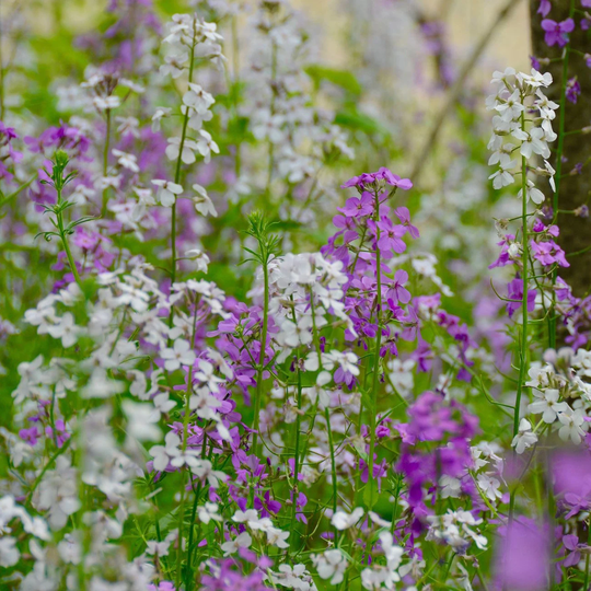 200 Seeds - Dame's Rocket Seeds-Hesperis Matronalis-Excellent Perennial-Pv646
