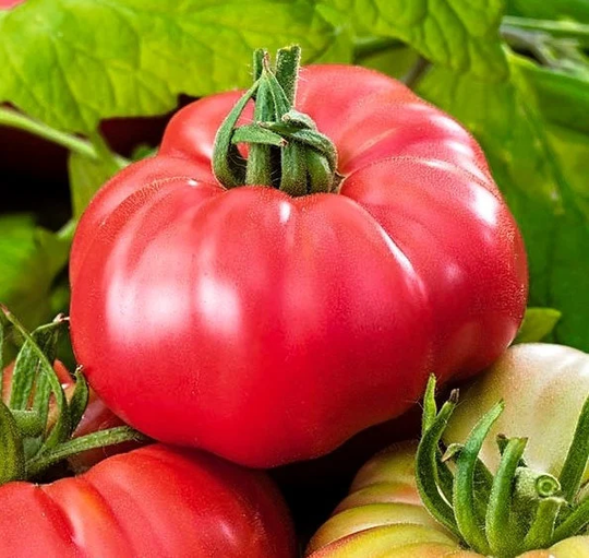 Ożarowski Raspberry Tomato 100 Seeds