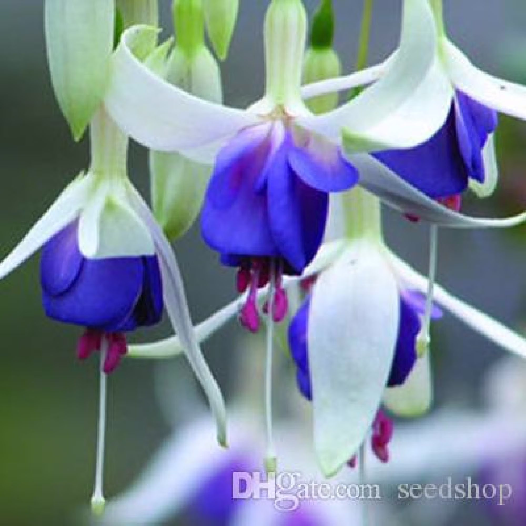 Us-50Pcs/Bag Fuchsia Seeds Potted Flowers Seeds | Code 41