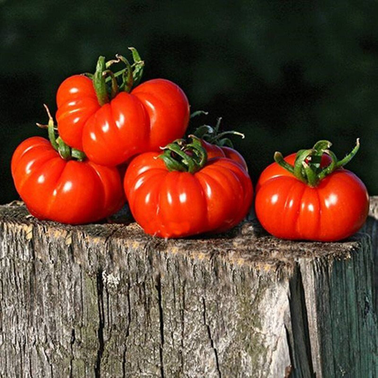 Tomato Pisanello Da Bruschetta Seeds Heirloom Non Gmo For Planting | 204470