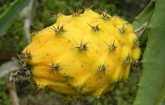 Yellow Dragon Fruit Seeds