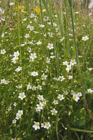 Linum Catharticum - Fairy Flax Approx. 150 Seeds Wild Flower Seeds