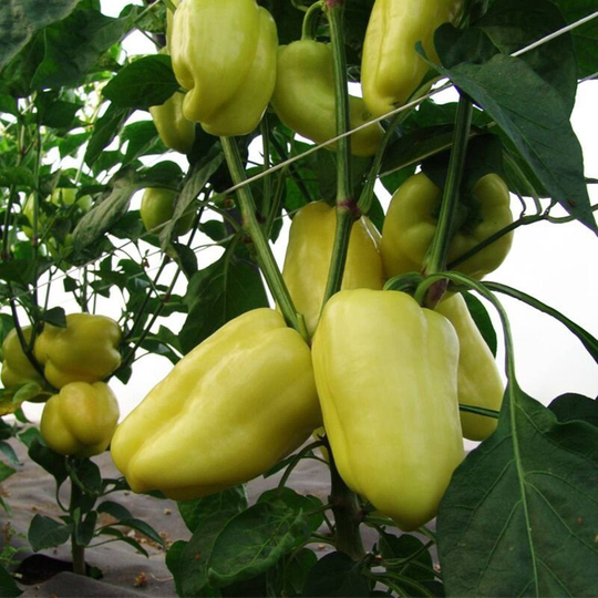 Sweet Pepper Citrina Seeds Open-Pollinating Non Gmo For Planting | 204558