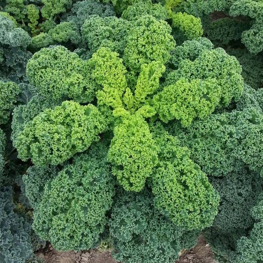 Kale Curly Kadet Seeds Open-Pollinating Non Gmo For Planting | 204640