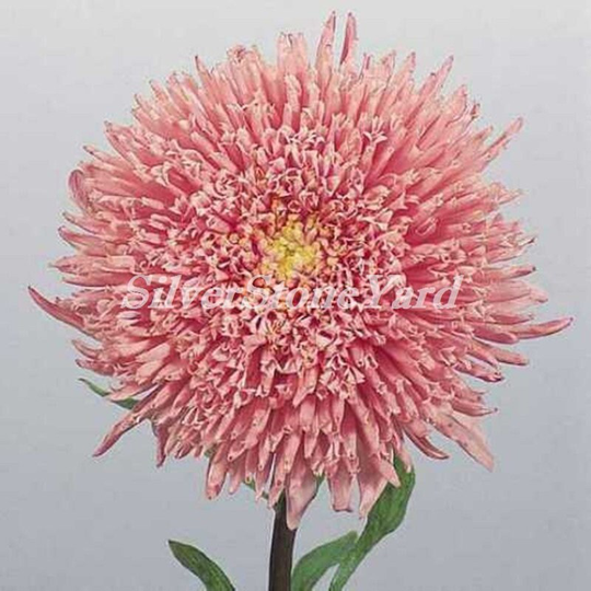 Aster Seeds, Princess Hella, Salmon Aster, 0, 25G Ukrainian Organic Sw708