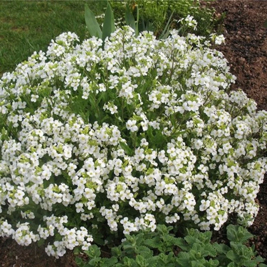 Alpine Rock-Cress White Seeds Perennial Flowering Non Gmo For Planting | 201775