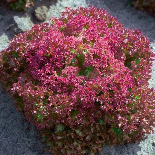 Leaf Lettuce Lollo Rosso Crimson Seeds Open-Pollinating Non Gmo For Planting | 204264