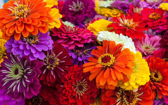 California Giant Zinnia Seeds, Mixed Colors Zinnias, 300 Seeds // Non-Gmo, Zinnia Elegans