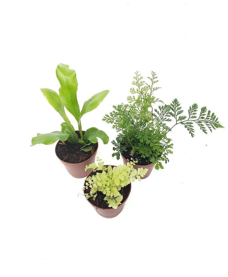 Fern Terrarium Collection/Fairy Garden Plants