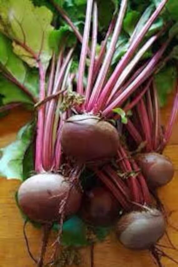 Beet "Ruby Queen