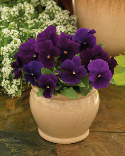 Viola Seeds Colormax Clear Purple 50 Thru 500 Annual