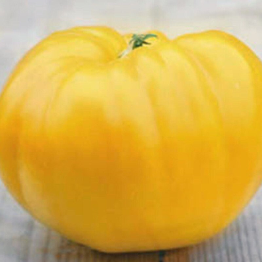 Tomato Lemon Giant Seeds Heirloom Non Gmo For Planting | 201103