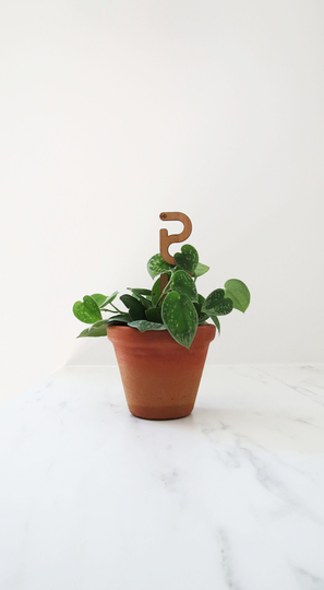 Wood Plant Trellis - Support Accessories Sticks