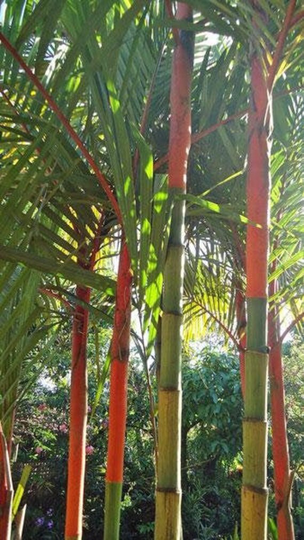 Cyrtostachys Renda | Red Sealing Wax Palm Lipstick 10 Seeds
