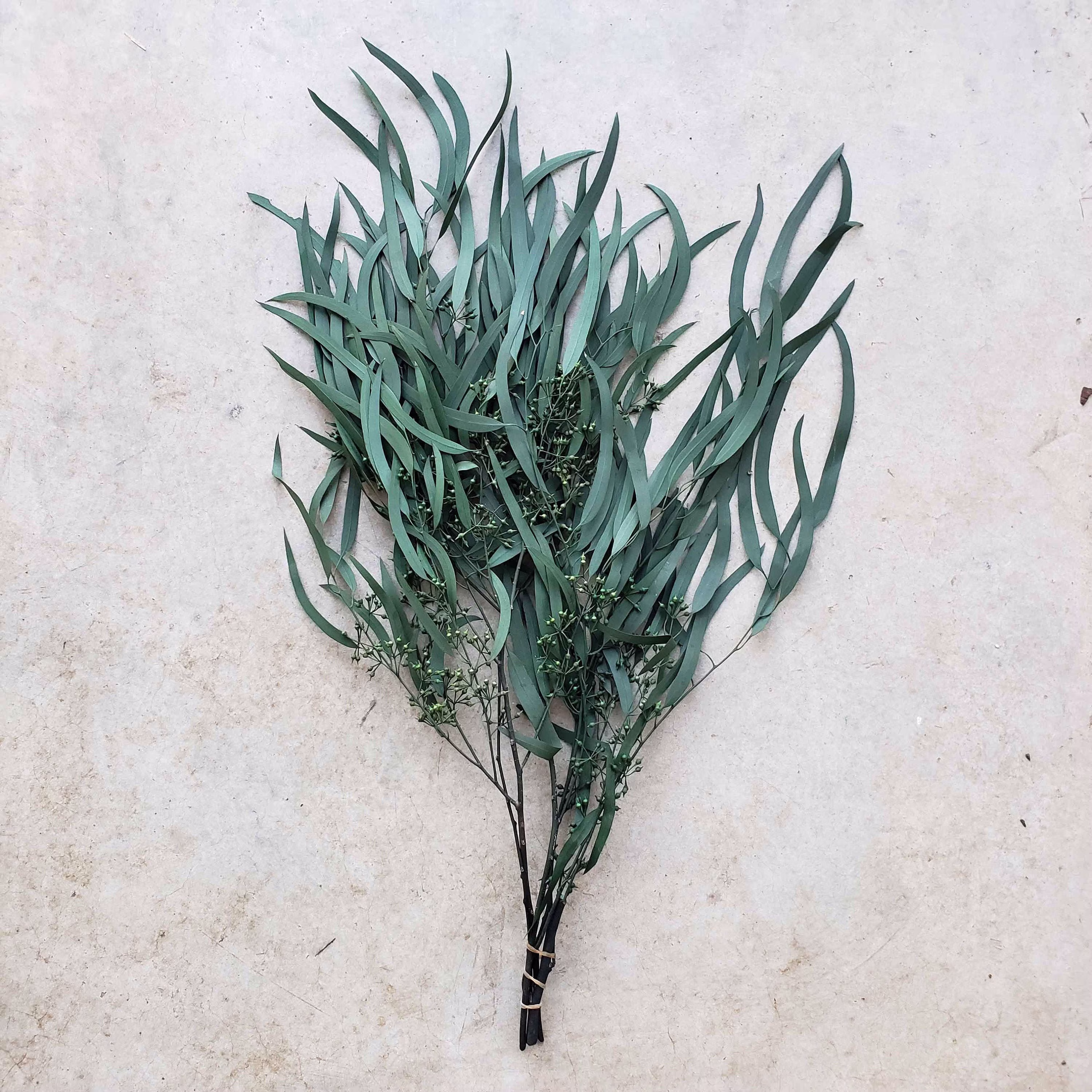 Seeded Eucalyptus Preserved-Dried Weeping Willow-Seeded | Long-Lasting, 1+ Yr || Wedding, Bouquet, Home Office Decor, Gift - Greenery