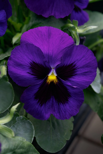 Pansy Seeds Spring Grandio Deep Blue Blotch 50 Thru 500